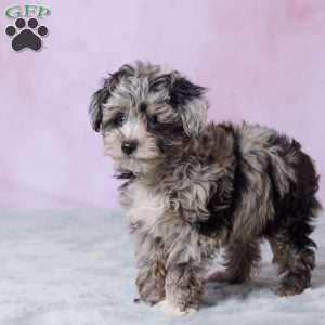 Amber, Mini Aussiedoodle Puppy